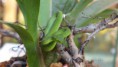 /album/popeia-fucata/popeia-fucata2web-jpg/